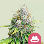 Bild in Galerie laden, OG Kush, Chemdawg x (Lemon Thai x Pakistani Kush)