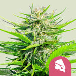 Bild in Galerie laden, Royal Cheese (Fast Flowering), Skunk #1 x Afghani