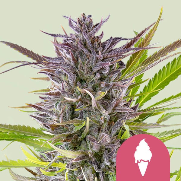 Green Gelato aka Gelato, Larry Bird, Gelato #42, Sunset Sherbet x Thin Mint Girl Scout Cookies