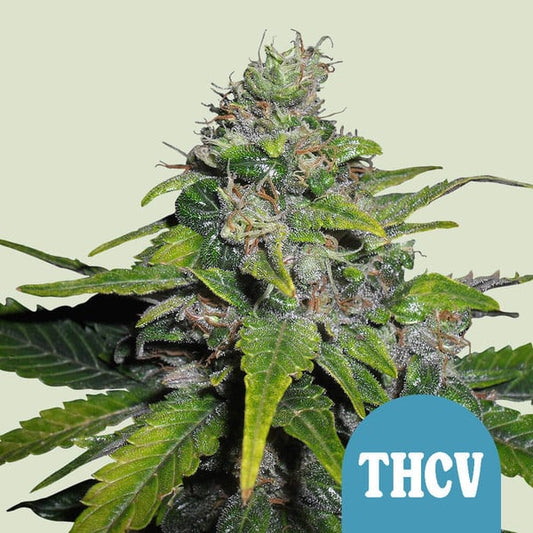 Royal THCV! Pure African Sativa x Durban Haze