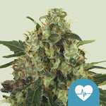 Bild in Galerie laden, Medical Mass! Critical Mass x CBD Dominant Plant