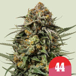 Bild in Galerie laden, Tyson – Gelato 44f