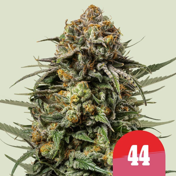 Tyson – Gelato 44f