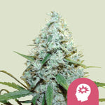 Bild in Galerie laden, AMG - Amnesia Mac Ganja
