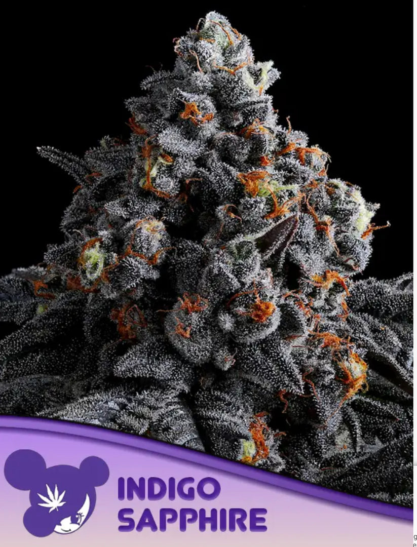Indigo Sapphire, Imperium X/ Violet Fog