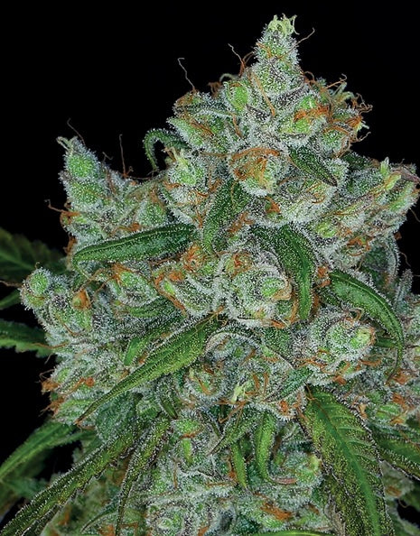 Bruce Banner Auto, Bruce Banner x Auto Gorilla