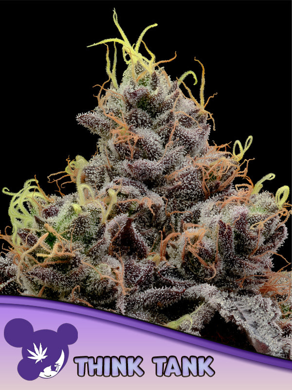 Think Tank, Tea Time x High Mars