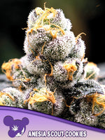 Bild in Galerie laden, Anesia Scout Cookies, OG Kush x Durban Poison x Big Bazooka