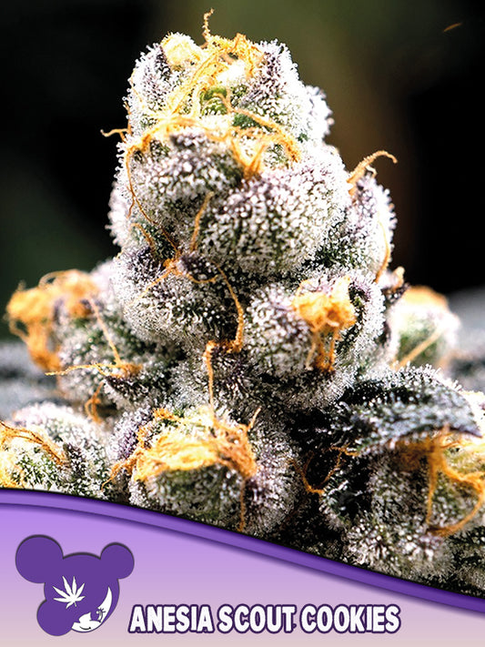 Anesia Scout Cookies, OG Kush x Durban Poison x Big Bazooka