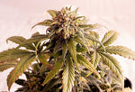 Bild in Galerie laden, Speedy Boom Auto aka Kaboom aka Reina de Africa, Ak47 x Ruderalis