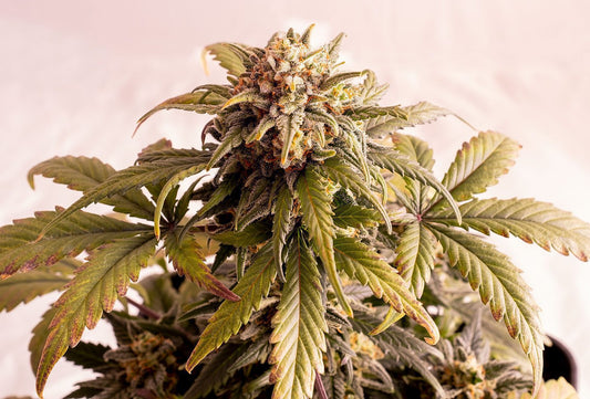Speedy Boom Auto aka Kaboom aka Reina de Africa, Ak47 x Ruderalis
