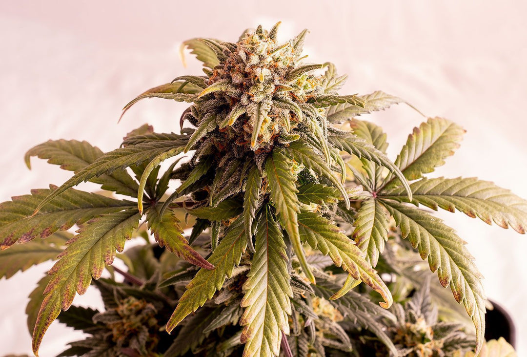 Speedy Boom Auto aka Kaboom aka Reina de Africa, Ak47 x Ruderalis