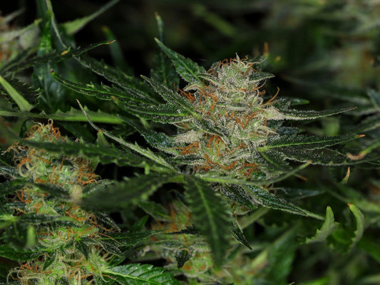 Dream Sherbet Auto, Girl Scout Cookies x Pink Panties x Ruderalis