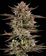 Bild in Galerie laden, Frosted Zinn x 3 Bears OG Auto Strain