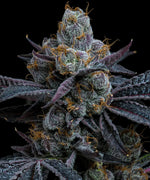 Bild in Galerie laden, White Runtz Strain, Gelato x Original Z Strain
