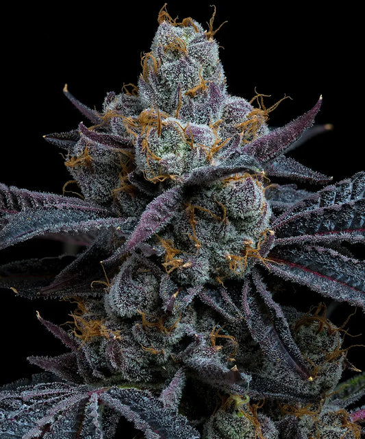 White Runtz Strain, Gelato x Original Z Strain