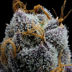 Bild in Galerie laden, White Runtz Strain, Gelato x Original Z Strain