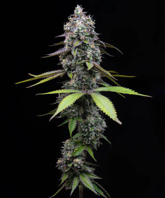Zoap Strain, Pink Guava #16 x Rainbow Sherbet