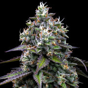 Zoap Strain, Pink Guava #16 x Rainbow Sherbet
