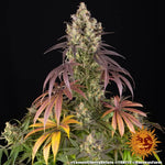 Bild in Galerie laden, Lemon Cherry Gelato Strain, Sunset Sherbet Strain x Girl Scout Cookies Strain