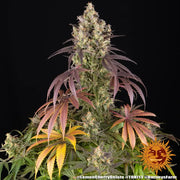 Lemon Cherry Gelato Strain, Sunset Sherbet Strain x Girl Scout Cookies Strain
