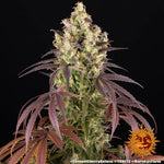 Bild in Galerie laden, Lemon Cherry Gelato Strain, Sunset Sherbet Strain x Girl Scout Cookies Strain