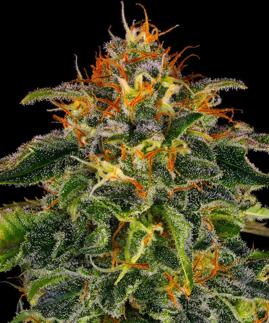 Moby Dick Strain, G13 HAZE x WHITE WIDOW
