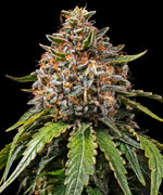 Bild in Galerie laden, White Widow XXL Strain, Brazilian x South Indian
