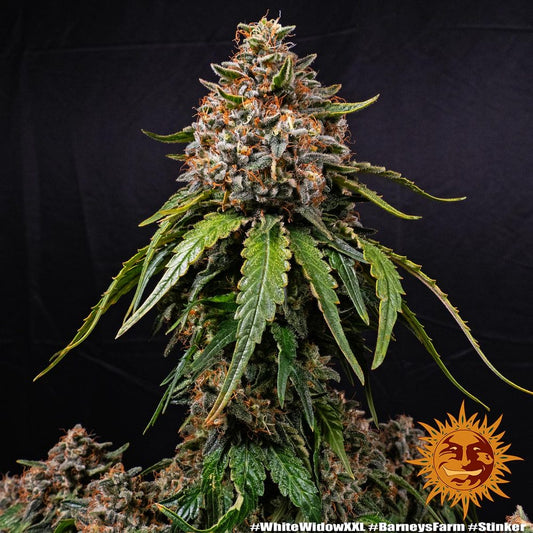 White Widow XXL Strain, Brazilian x South Indian