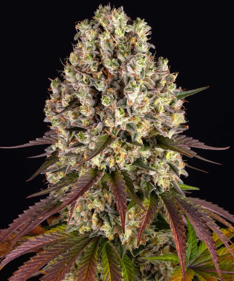 Sour Diesel Strain, Super Skunk Strain x Chemdawg Strain