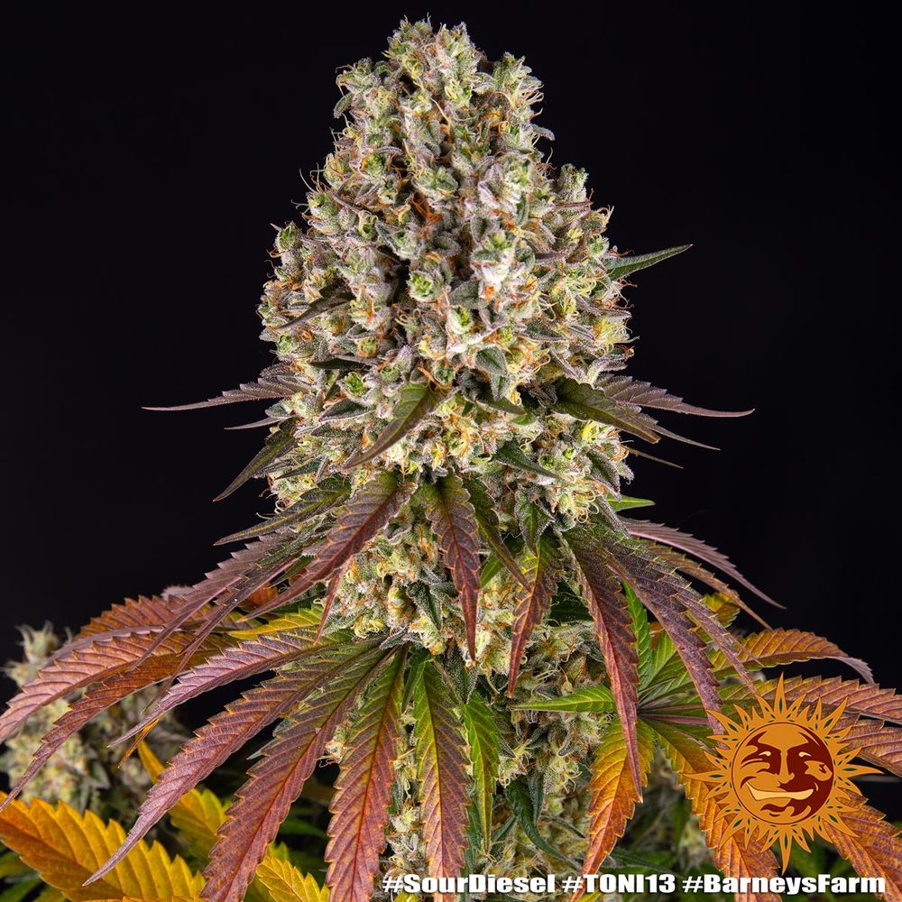 Sour Diesel Strain, Super Skunk Strain x Chemdawg Strain