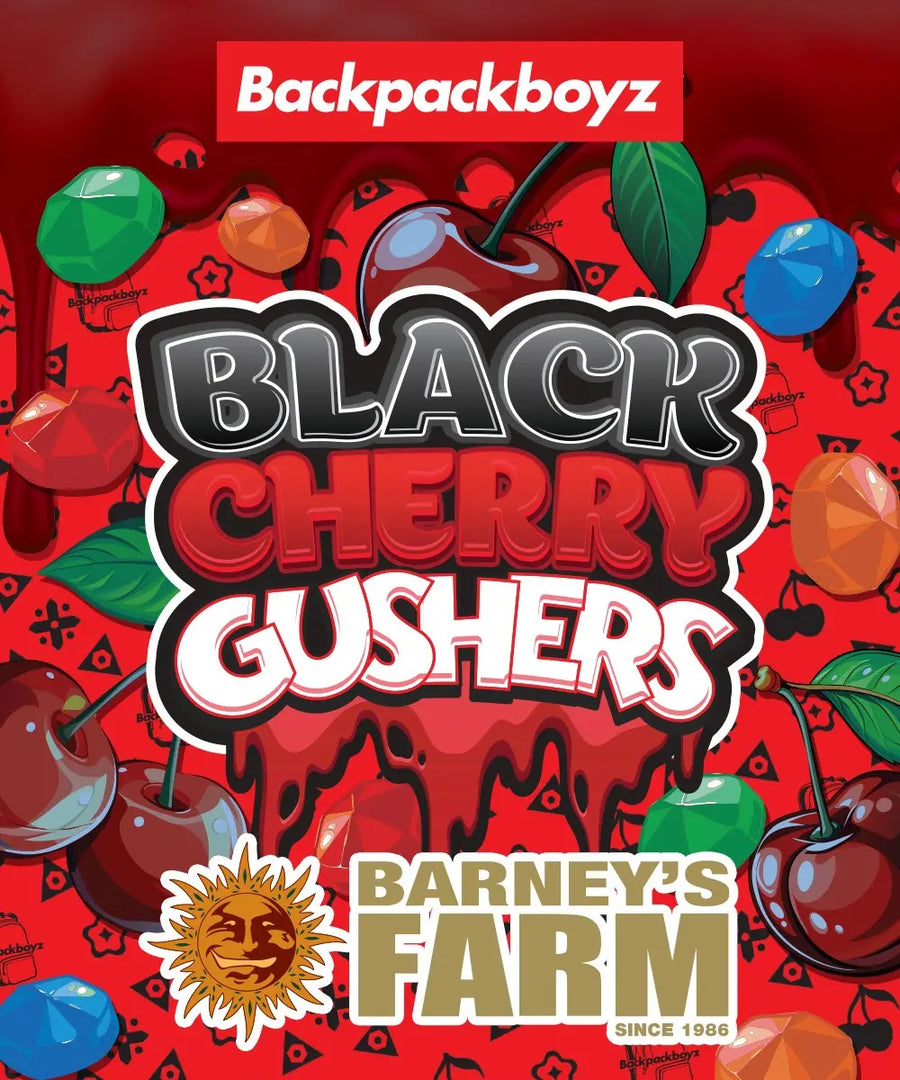 Black Cherry Gushers Strain Acai x Black Cherry Funk