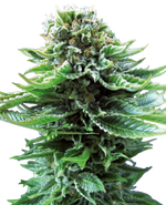 Bild in Galerie laden, Sensi Seeds Northern Lights Automatic Feminized 3 pcs + 1