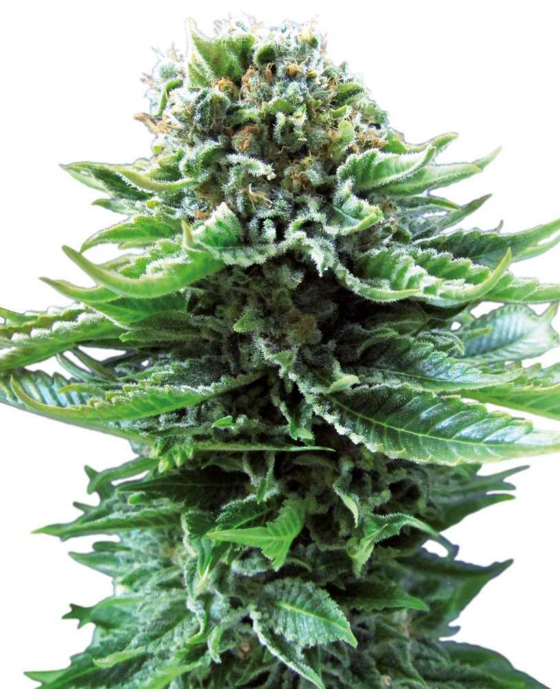 Sensi Seeds Northern Lights Automatic Feminized 3 pcs + 1