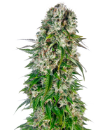 Bild in Galerie laden, Sensi Seeds Big Bud Automatic Feminized, 3 pcs + 1