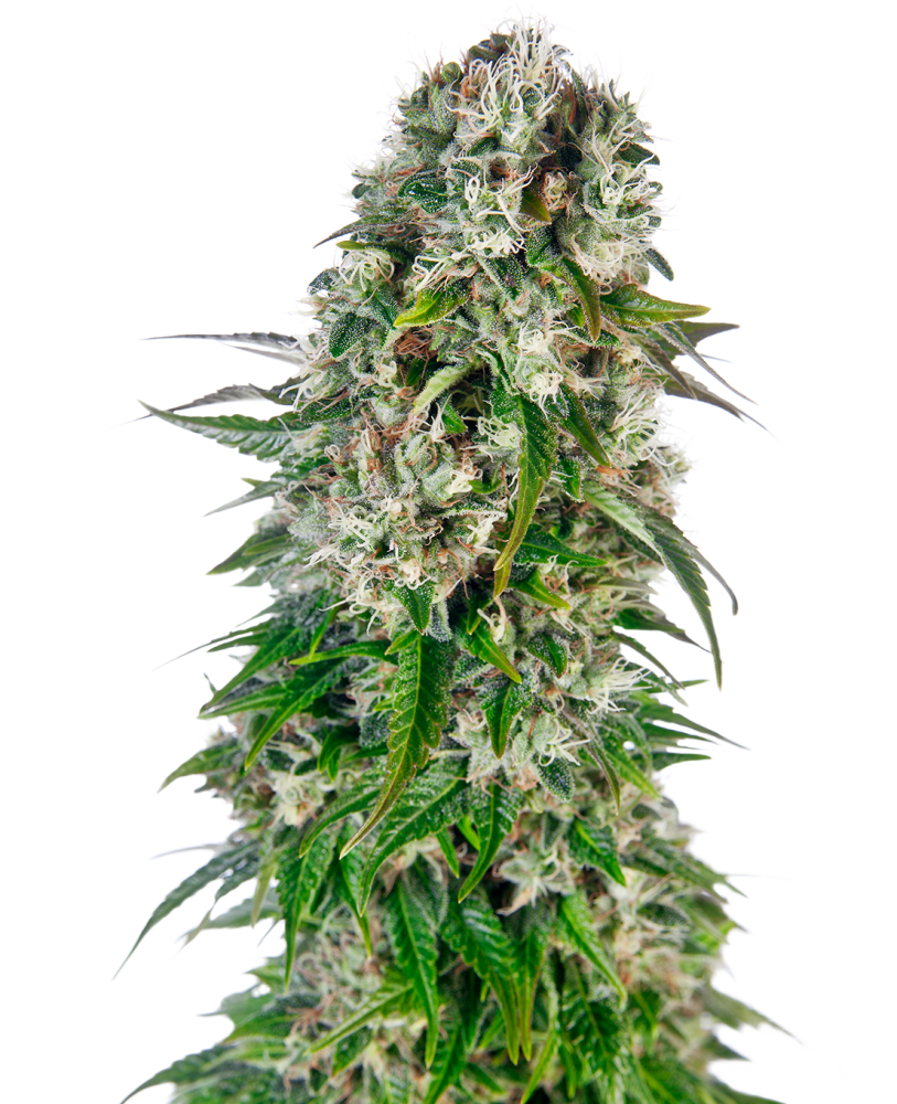 Sensi Seeds Big Bud Automatic Feminized, 3 pcs + 1