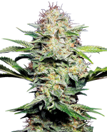 Bild in Galerie laden, Sensi Seeds Skunk Automatic Feminized, 3 pcs + 1