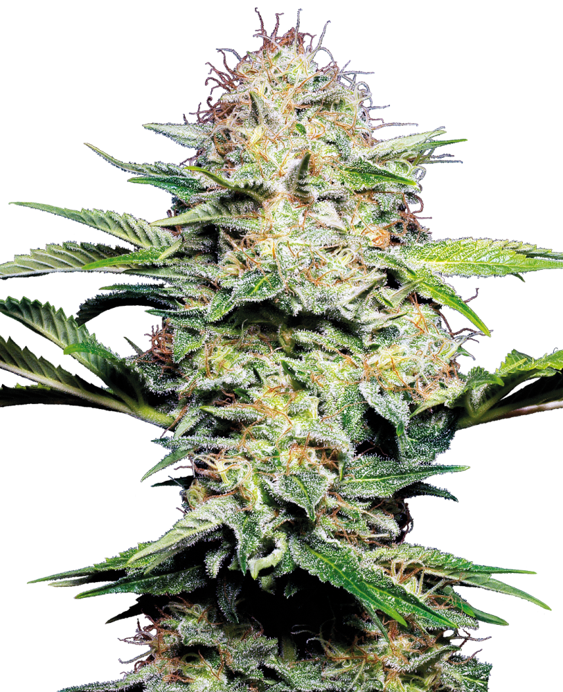 Sensi Seeds Skunk Automatic Feminized, 3 pcs + 1