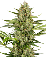 Bild in Galerie laden, Sensi Seeds Jack Herer Automatic Feminized, 3 pcs + 1