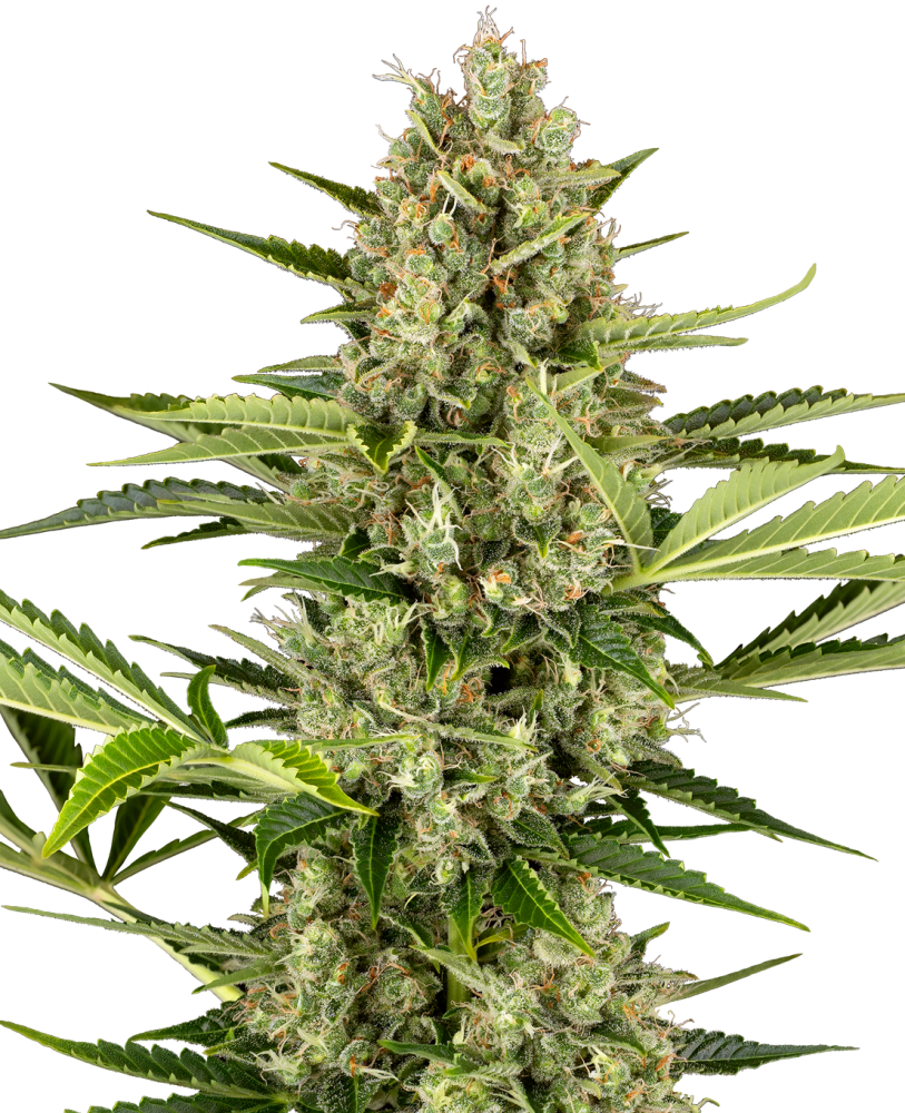 Sensi Seeds Jack Herer Automatic Feminized, 3 pcs + 1