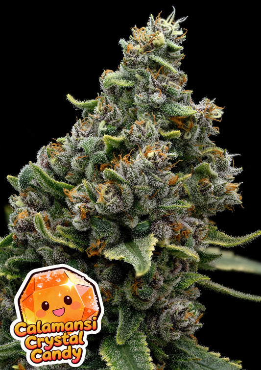 Calamansi Crystal Candy, Paradise Punch x Calamansi