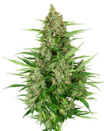 Bild in Galerie laden, Double Kush Cake Automatic
Hindu Kush x Skunk Kush x Afghani#1