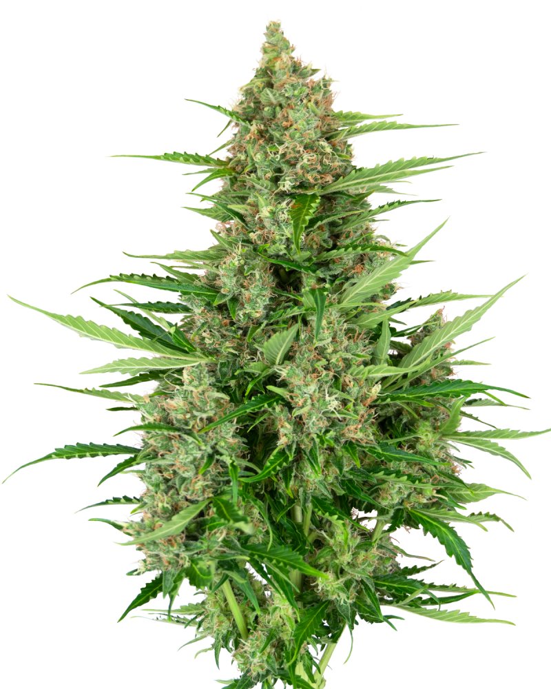 Double Kush Cake Automatic
Hindu Kush x Skunk Kush x Afghani#1