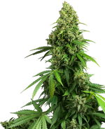 Bild in Galerie laden, Honey Melon Kush Automatic
Blueberry x Girl Scout Cookies x Ruderalis