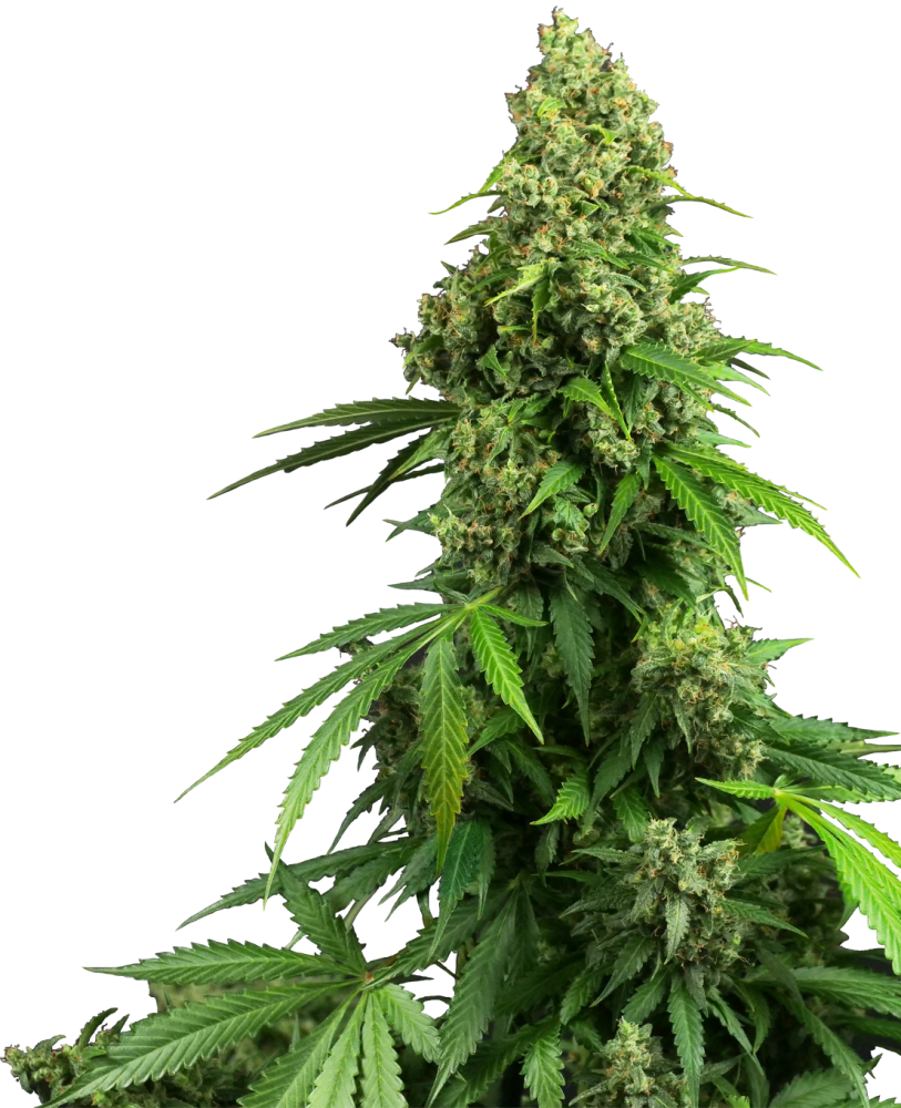 Honey Melon Kush Automatic
Blueberry x Girl Scout Cookies x Ruderalis