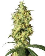 Bild in Galerie laden, White Widow Automatic von White Label