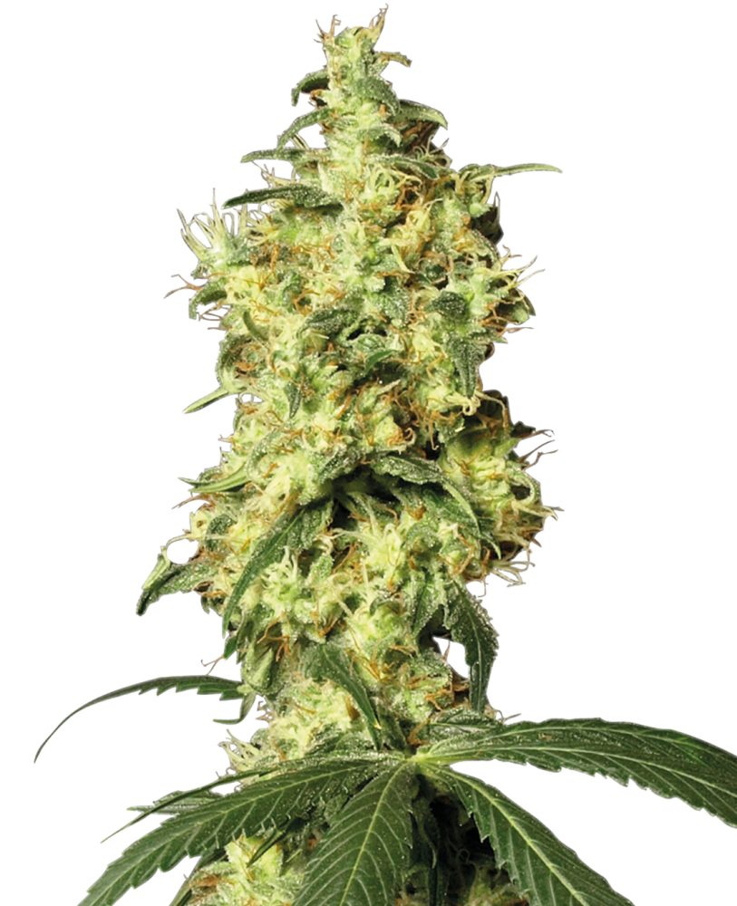 White Widow Automatic von White Label