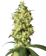 White Widow Automatic von White Label