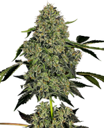 Bild in Galerie laden, OG Kush Automatic von White Label