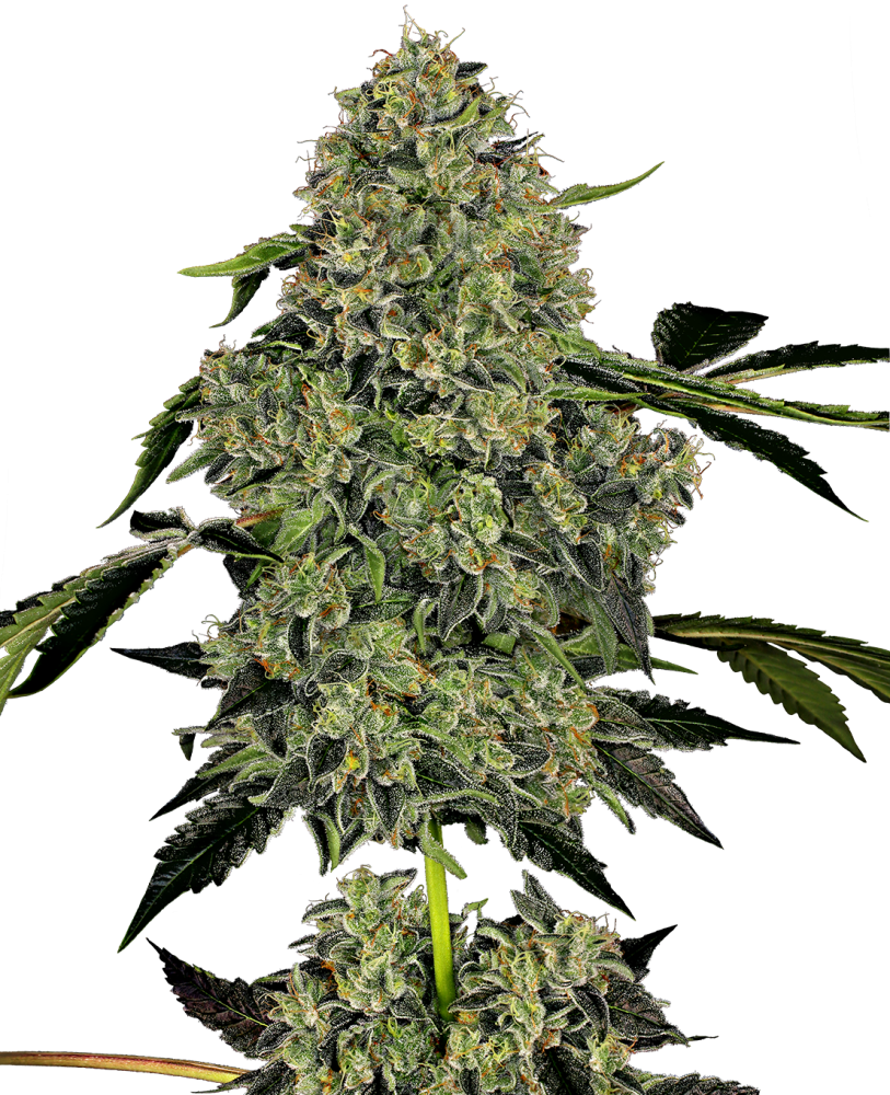 OG Kush Automatic von White Label